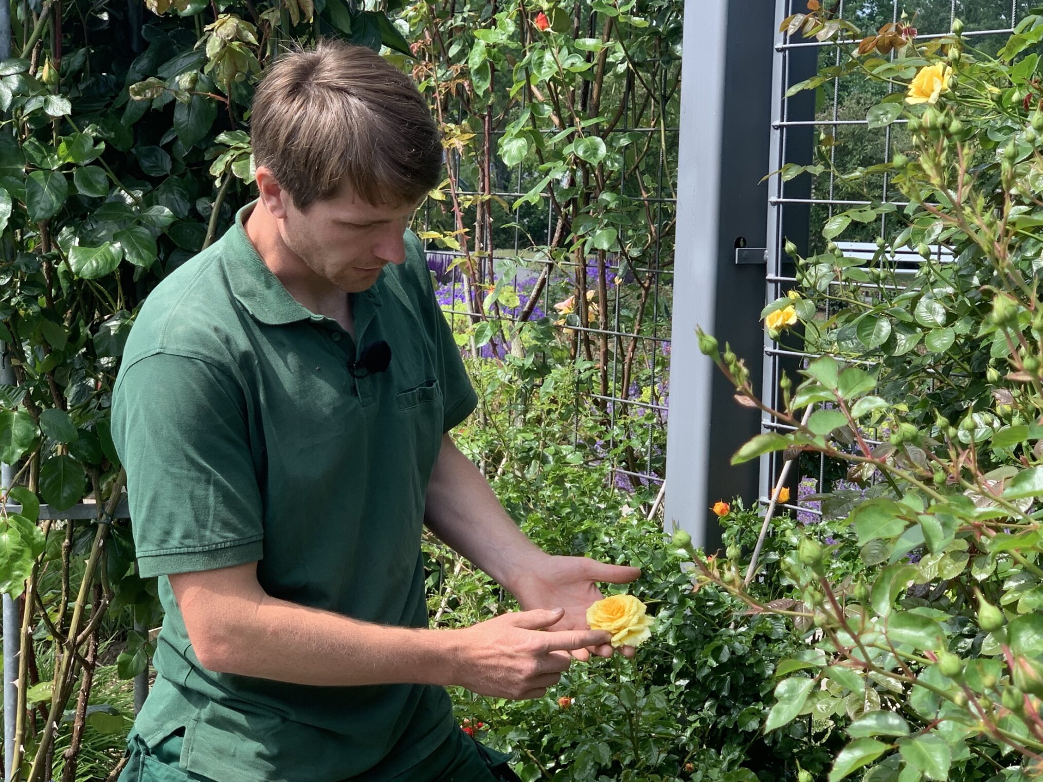 Der Osten - Entdecke, wo du lebst: Im Reich der Blumenkönigin. Das Rosarium Sangerhausen