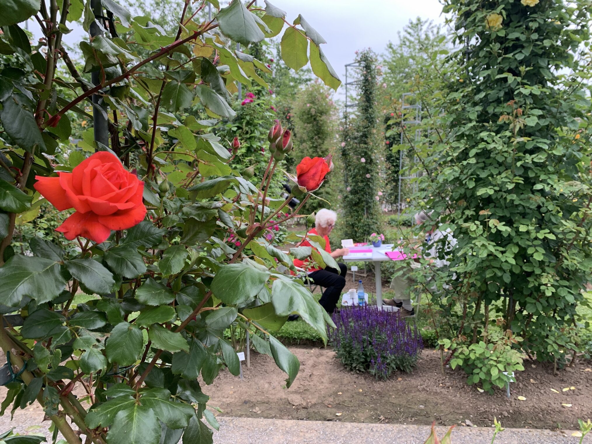 Der Osten - Entdecke, wo du lebst: Im Reich der Blumenkönigin. Das Rosarium Sangerhausen
