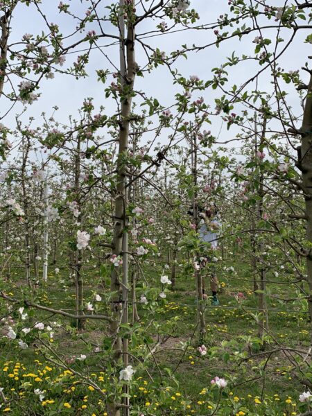 Der Osten - Entdecke wo du lebst: Leben unterm Apfelbaum - Die sächsischen Obstmacher