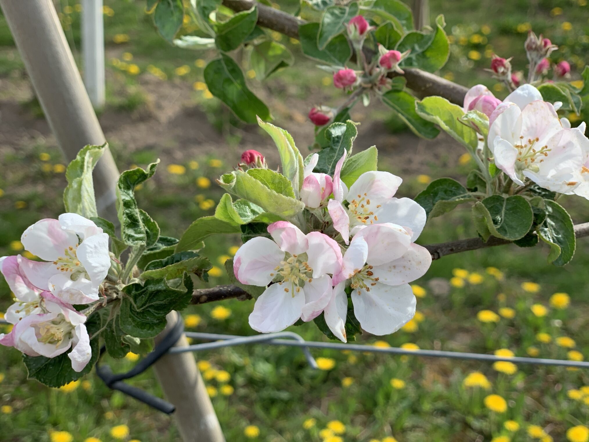 Der Osten - Entdecke wo du lebst: Leben unterm Apfelbaum - Die sächsischen Obstmacher – IMG_1647 Der Osten - Entdecke wo du lebst: Leben unterm Apfelbaum - Die sächsischen Obstmacher