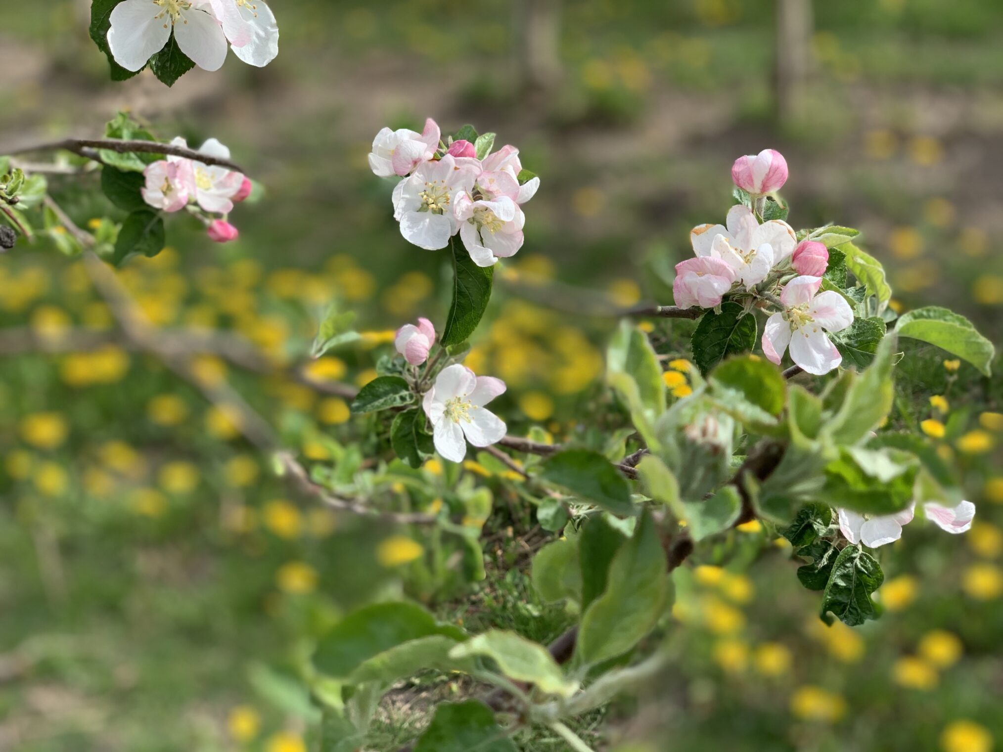 Der Osten - Entdecke wo du lebst: Leben unterm Apfelbaum - Die sächsischen Obstmacher – IMG_1648 Der Osten - Entdecke wo du lebst: Leben unterm Apfelbaum - Die sächsischen Obstmacher