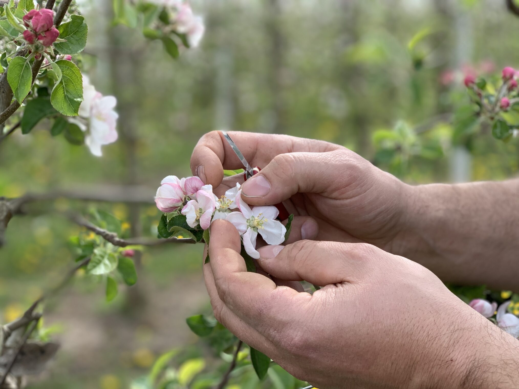 Der Osten - Entdecke wo du lebst: Leben unterm Apfelbaum - Die sächsischen Obstmacher – IMG_1651 Der Osten - Entdecke wo du lebst: Leben unterm Apfelbaum - Die sächsischen Obstmacher