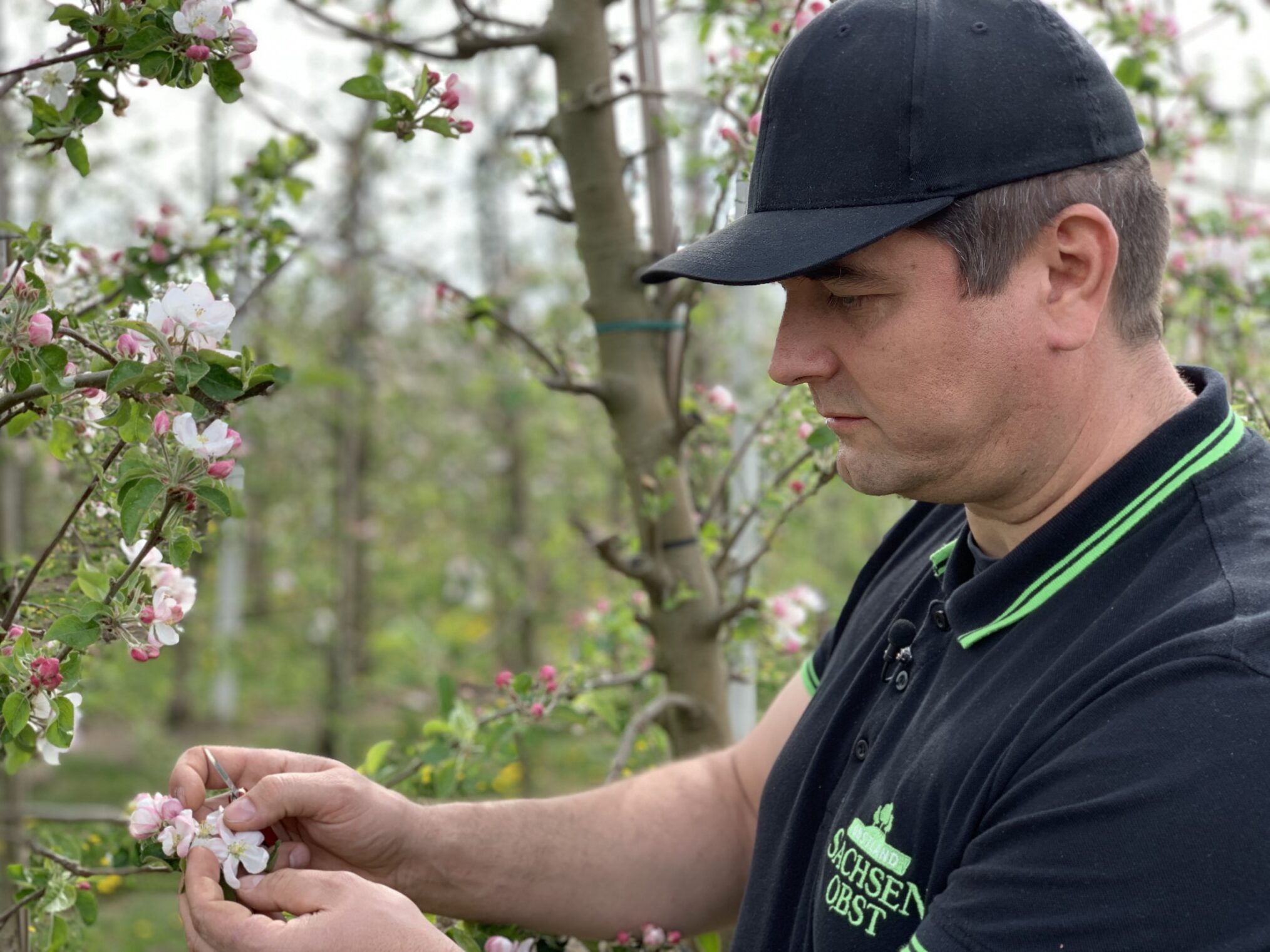 Der Osten - Entdecke wo du lebst: Leben unterm Apfelbaum - Die sächsischen Obstmacher – IMG_1652 Der Osten - Entdecke wo du lebst: Leben unterm Apfelbaum - Die sächsischen Obstmacher