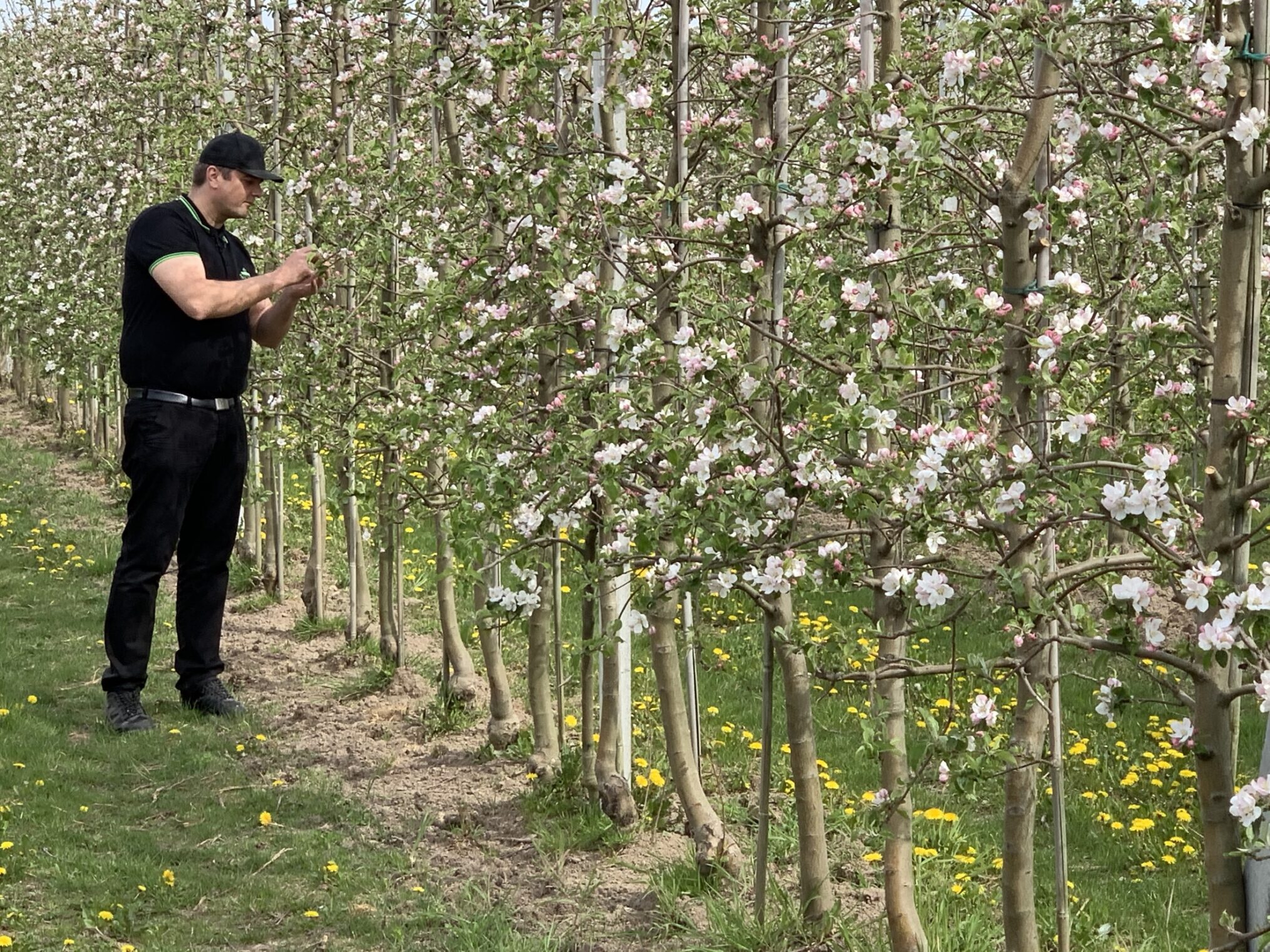 Der Osten - Entdecke wo du lebst: Leben unterm Apfelbaum - Die sächsischen Obstmacher – IMG_1655 Der Osten - Entdecke wo du lebst: Leben unterm Apfelbaum - Die sächsischen Obstmacher
