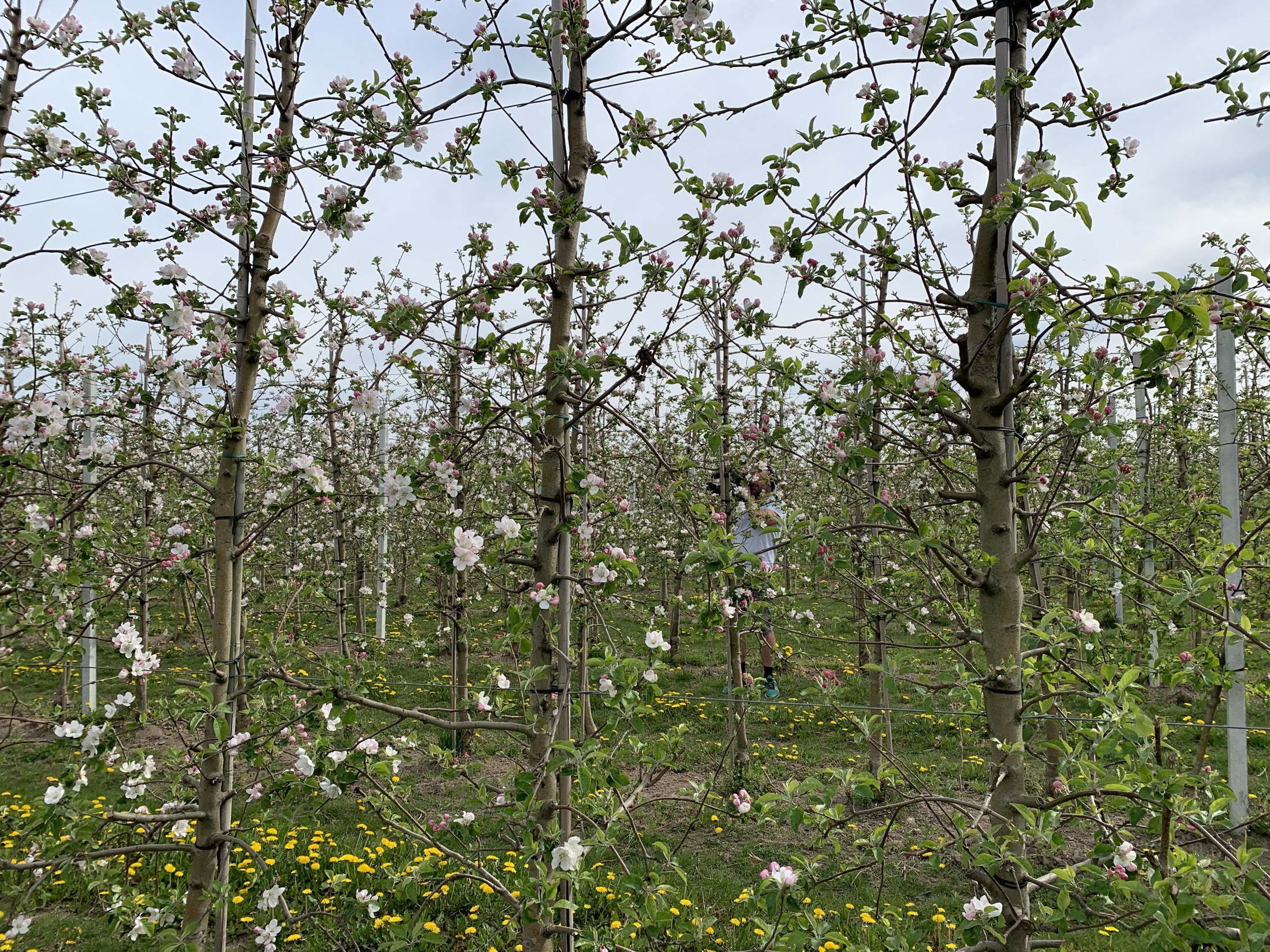 Der Osten - Entdecke wo du lebst: Leben unterm Apfelbaum - Die sächsischen Obstmacher