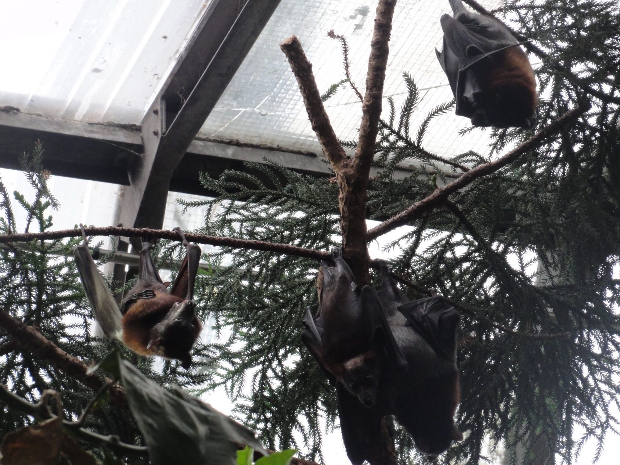Goths und die Welt: Meine dunkle Seite – Flugfüchse an Baum Goths und die Welt: Meine dunkle Seite